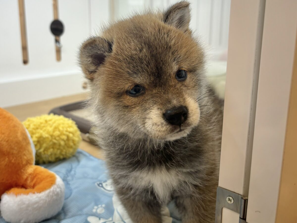 柴犬