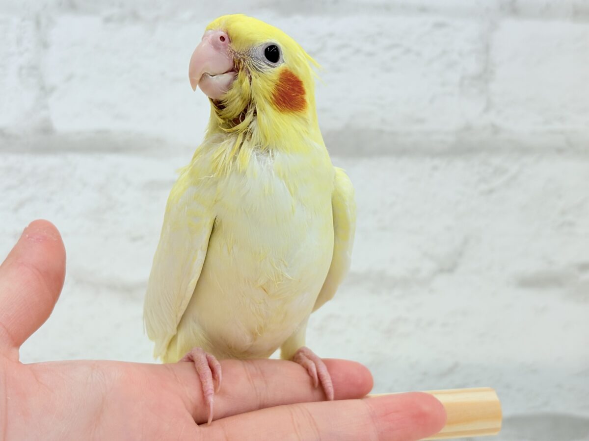 【最新画像更新🪄】未来に希望とワクワクたっぷり🐣💖オカメインコ(ルチノーパール) ヒナ オカメインコ