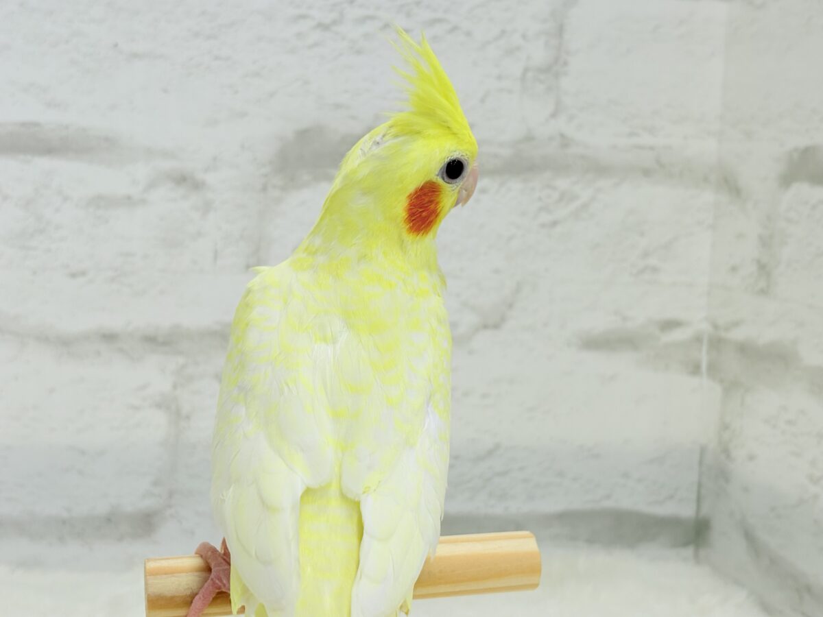 【最新画像更新🪄】未来に希望とワクワクたっぷり🐣💖オカメインコ(ルチノーパール) ヒナ オカメインコ