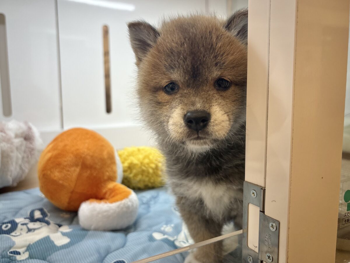 柴犬