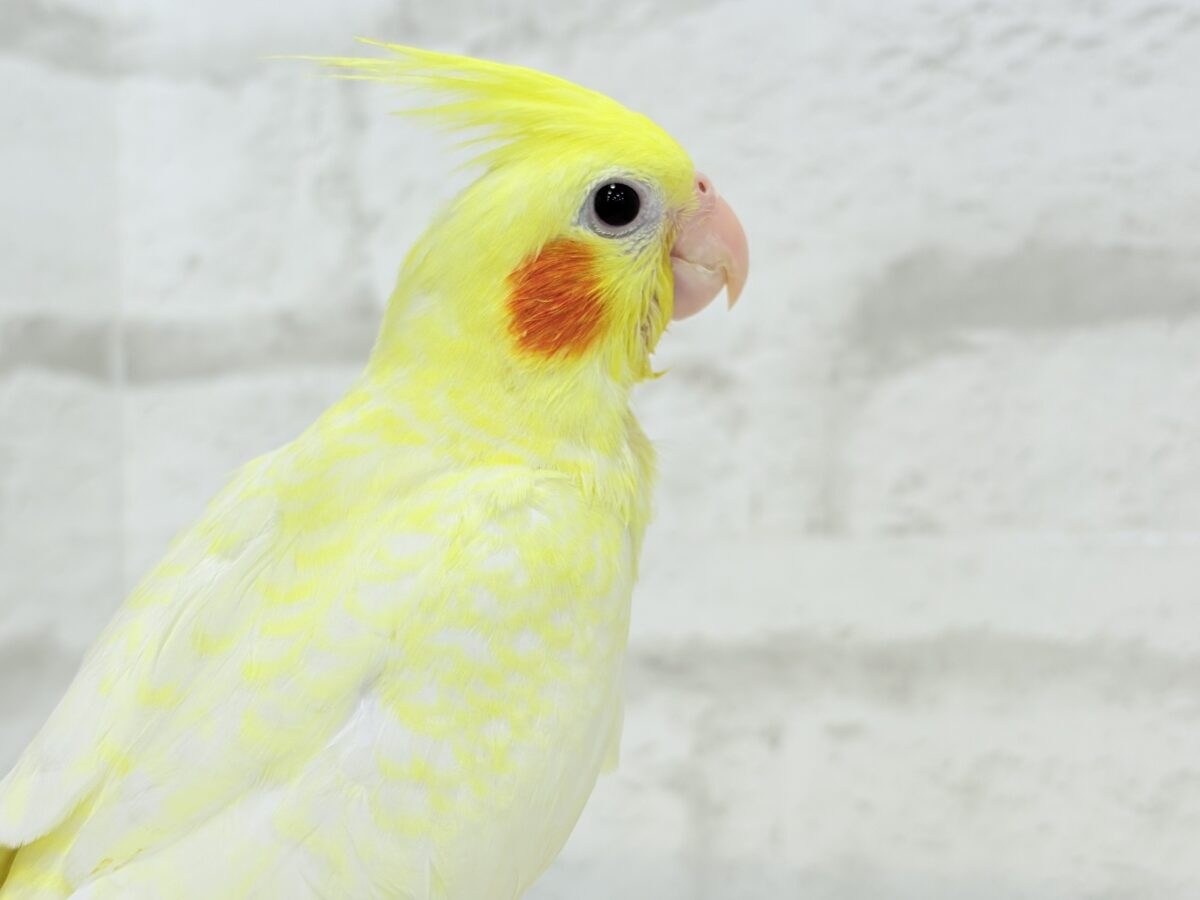 【最新画像更新🪄】未来に希望とワクワクたっぷり🐣💖オカメインコ(ルチノーパール) ヒナ オカメインコ