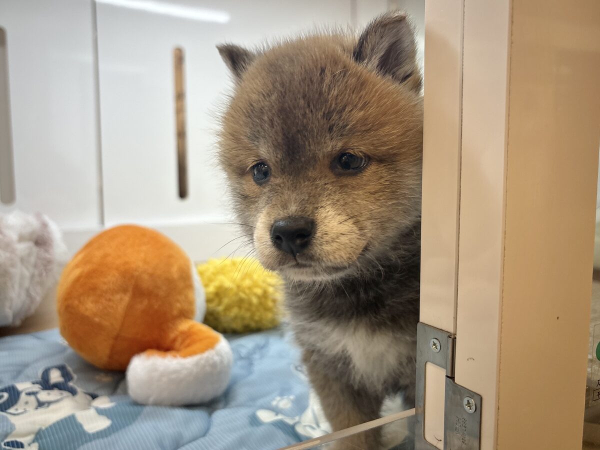 柴犬