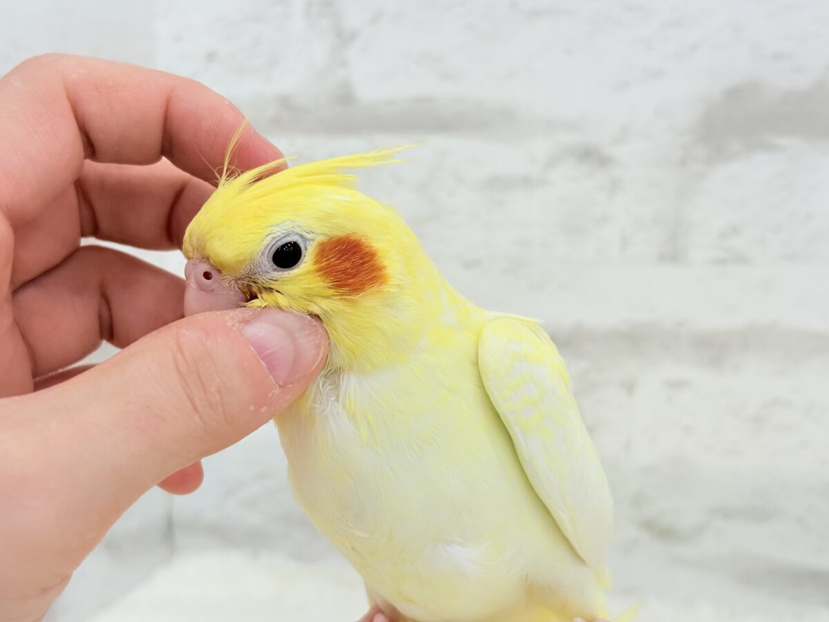 オカメインコ