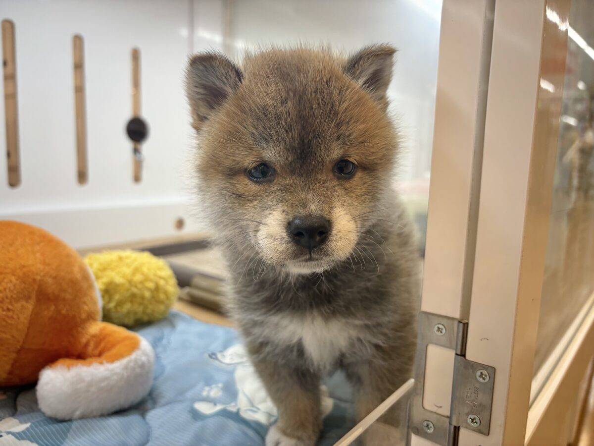 柴犬