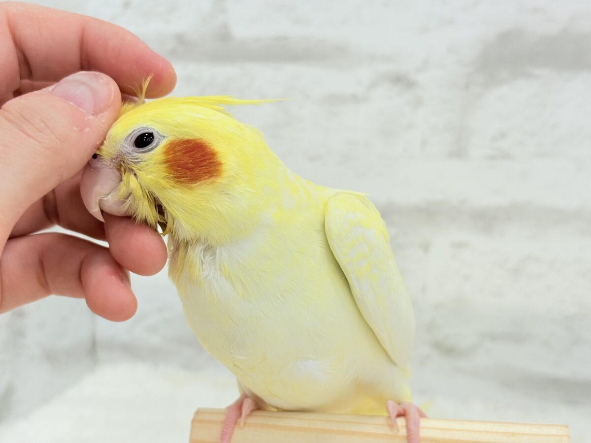 【最新画像更新🪄】未来に希望とワクワクたっぷり🐣💖オカメインコ(ルチノーパール) ヒナ オカメインコ