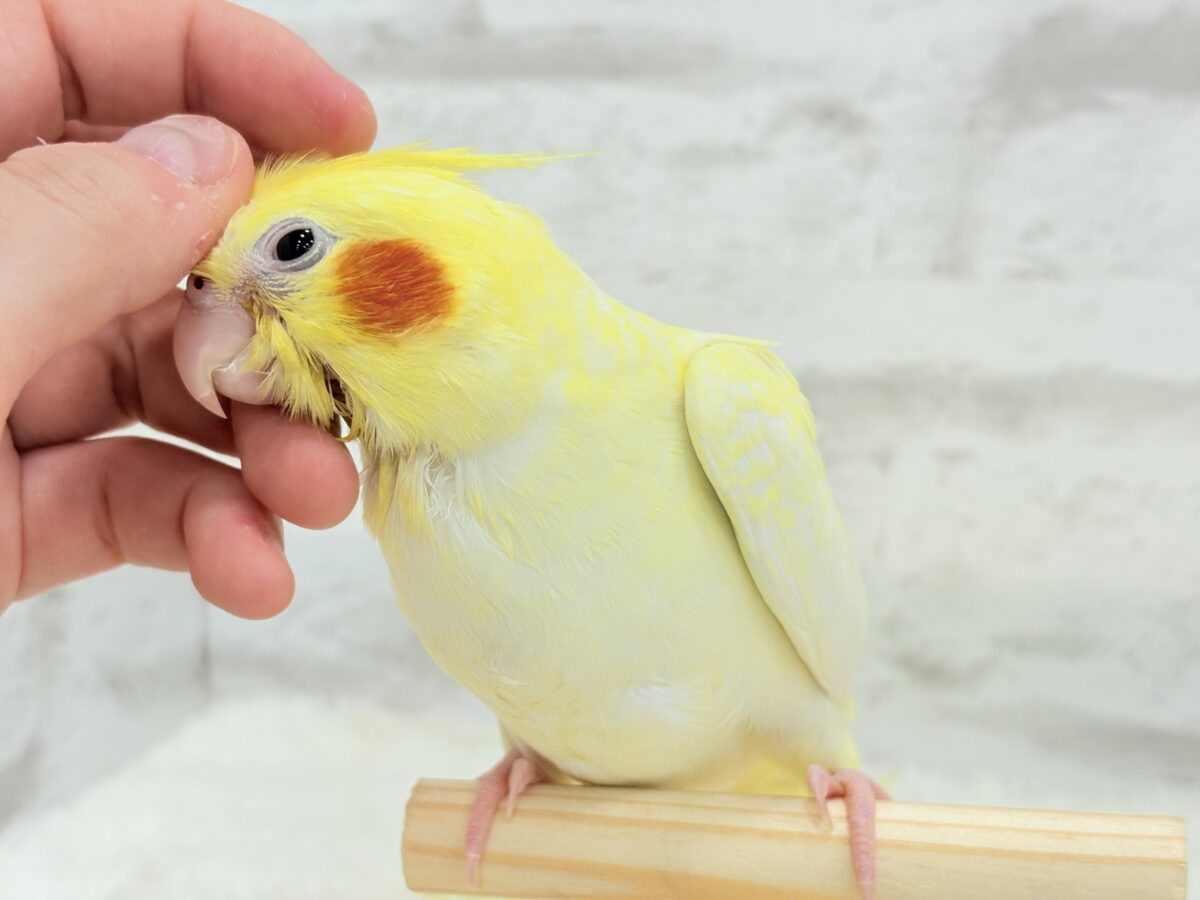 オカメインコ