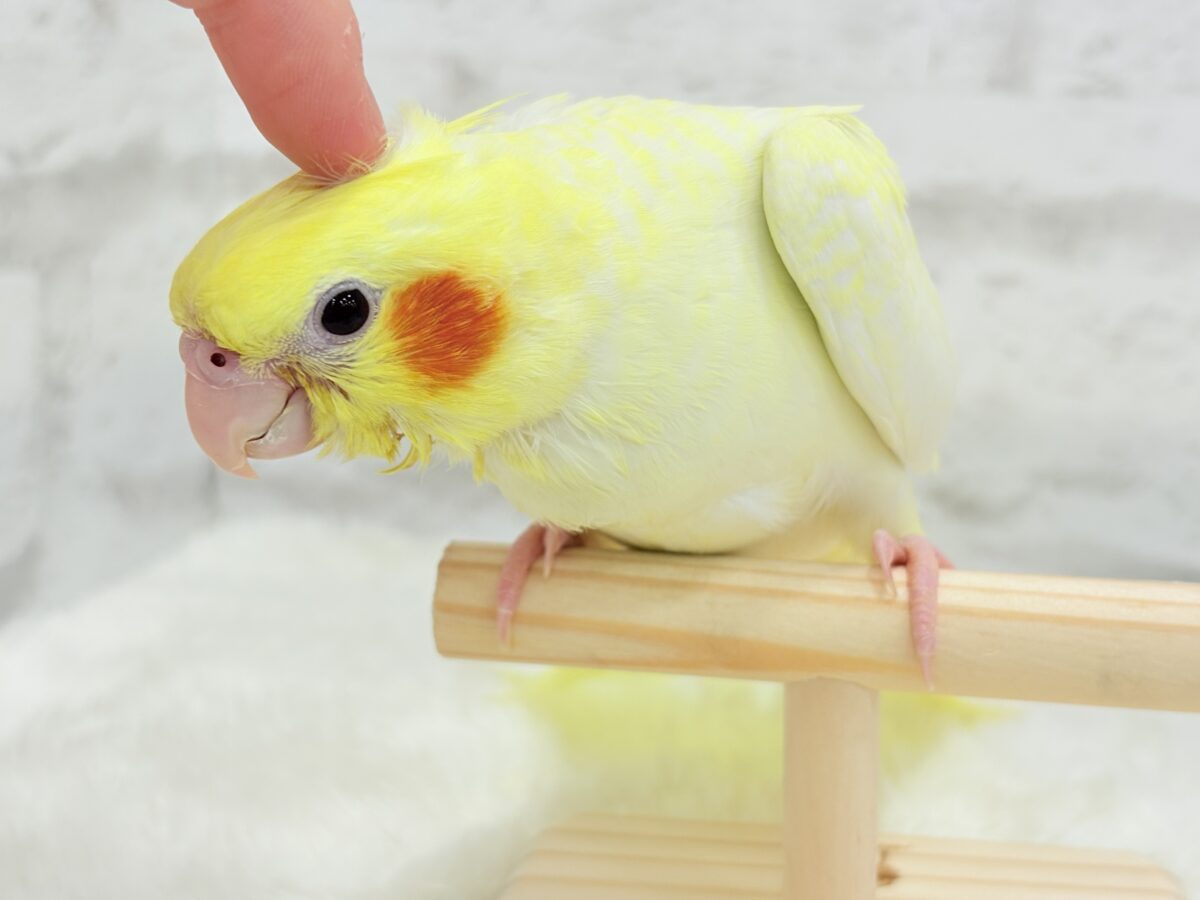 オカメインコ