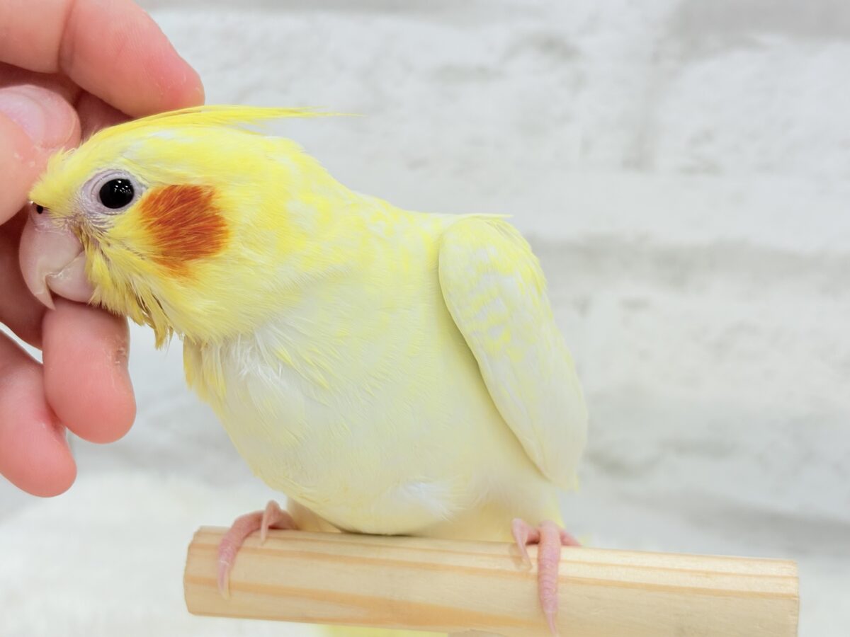 オカメインコ