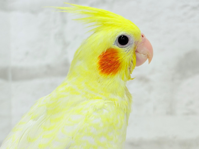 【最新画像更新🪄】未来に希望とワクワクたっぷり🐣💖オカメインコ(ルチノーパール) ヒナ 【最新画像更新🪄】未来に希望とワクワクたっぷり🐣💖オカメインコ(ルチノーパール) ヒナ