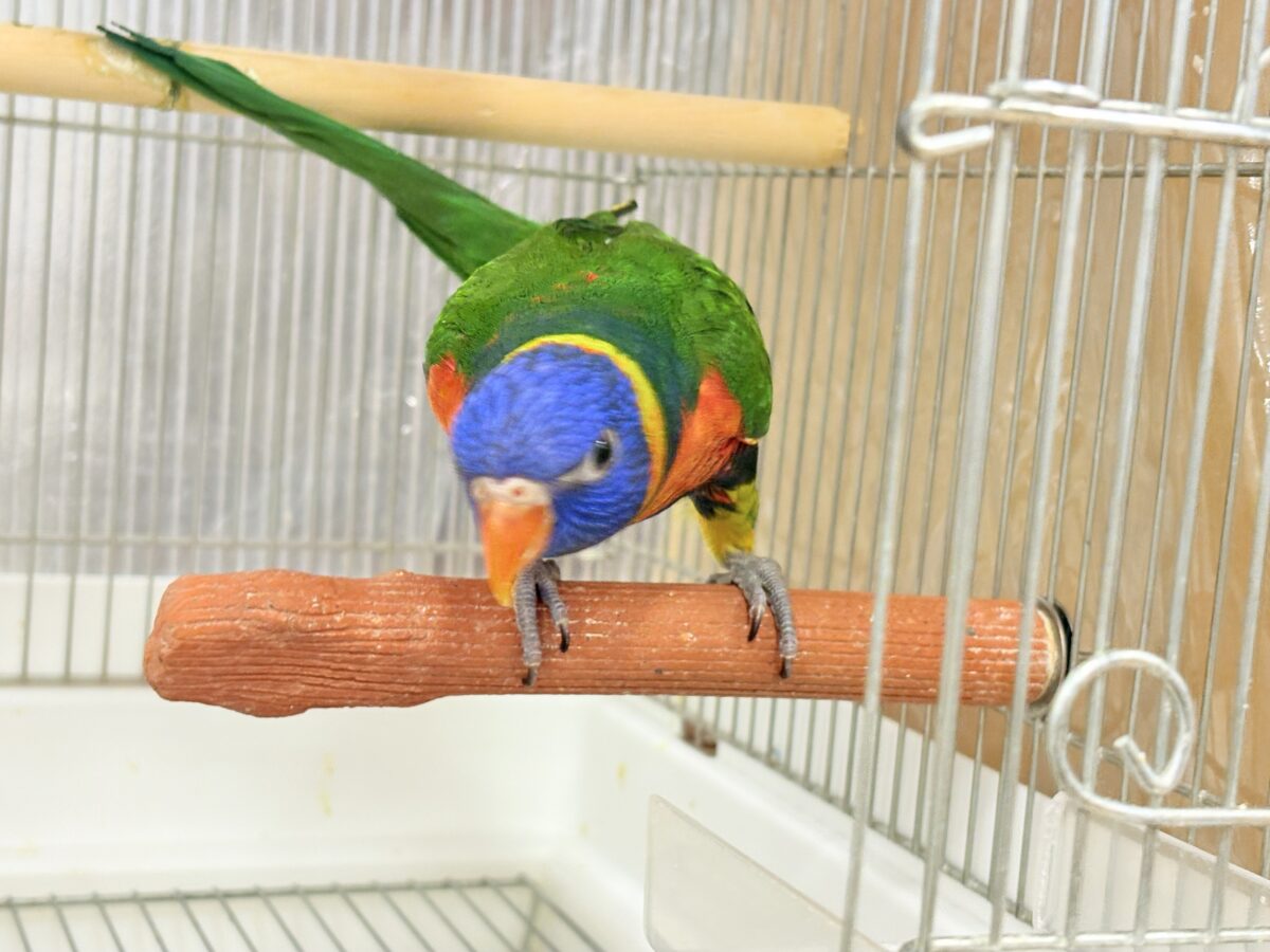 ゴシキセイガイインコ