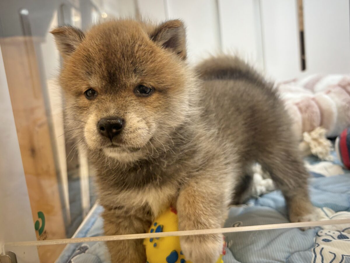 柴犬