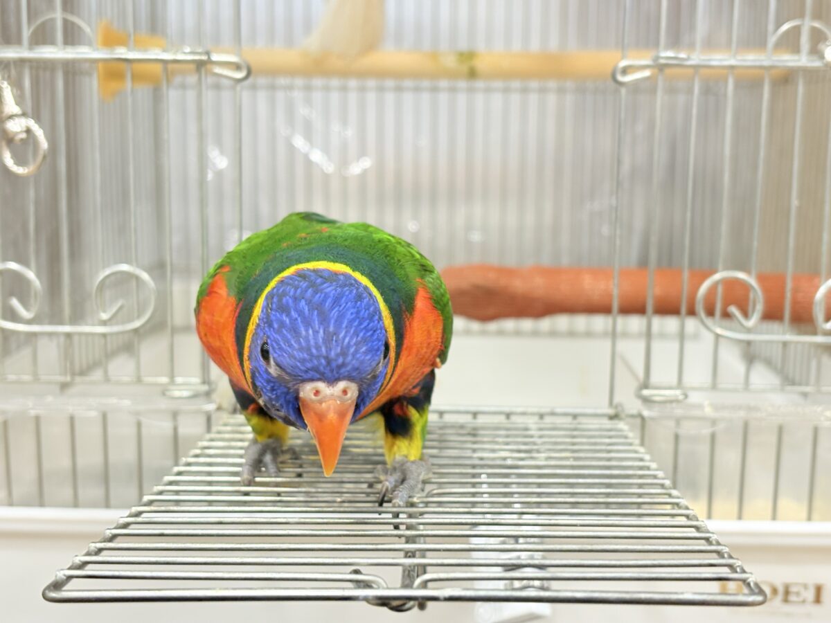ゴシキセイガイインコ