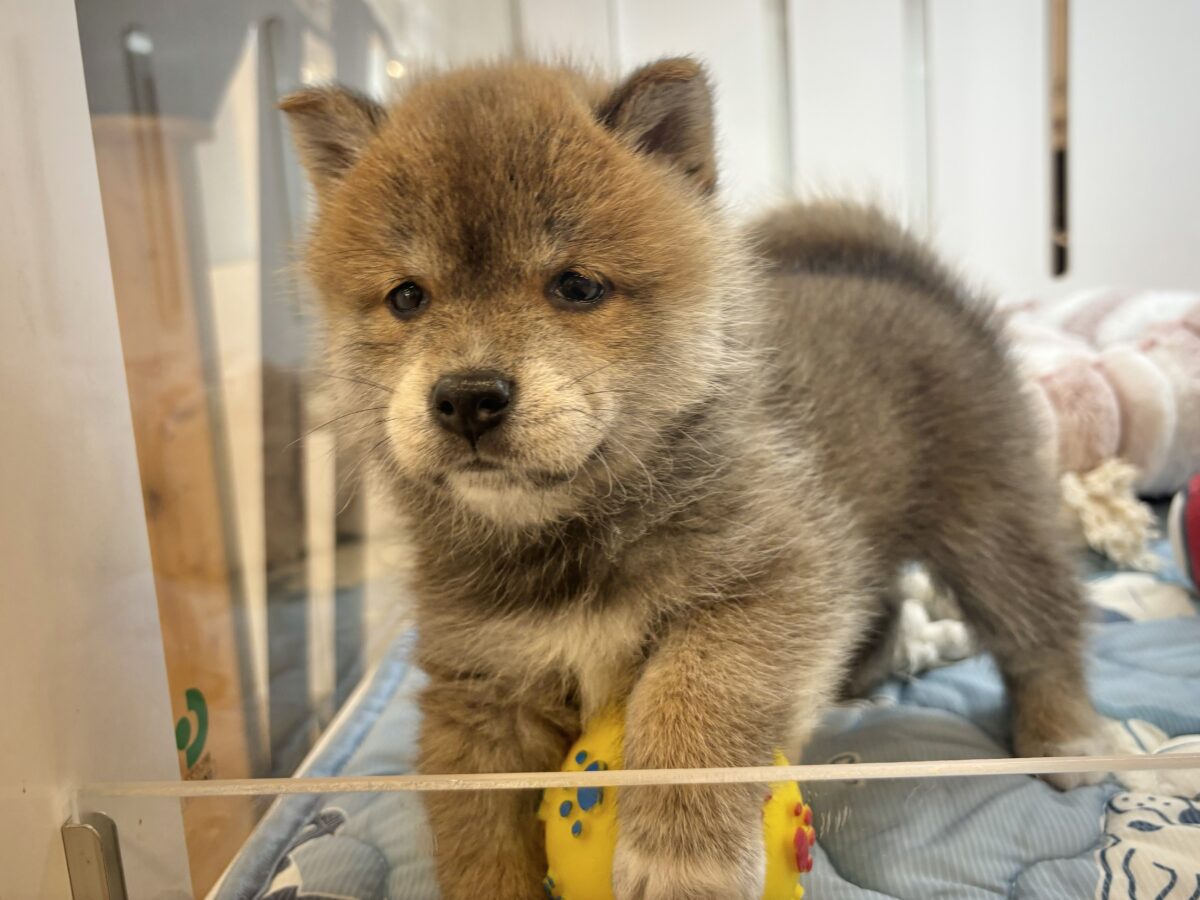 柴犬
