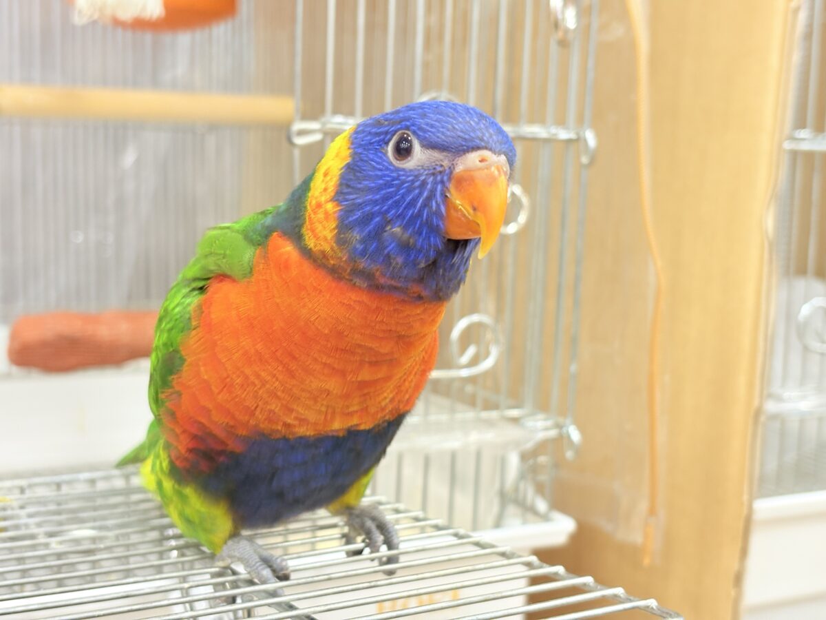 【最新画像・動画更新🪄ひとり餌になりました☆】カラフル🌈好奇心旺盛♬*°ゴシキセイガイインコ ヒナ ゴシキセイガイインコ