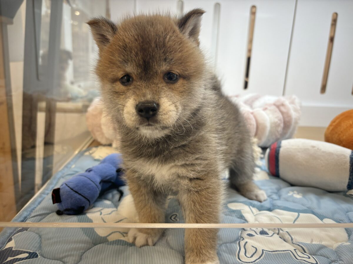 柴犬