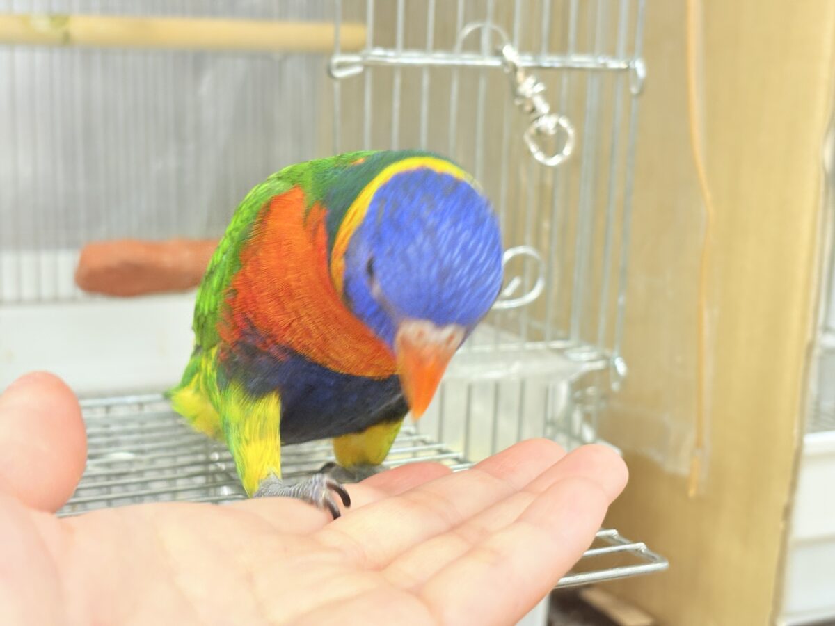 ゴシキセイガイインコ
