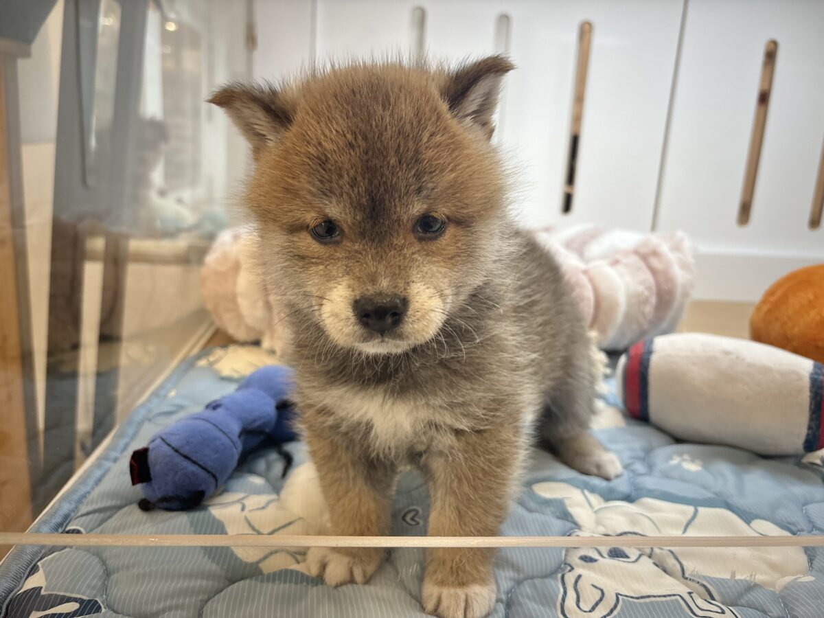柴犬
