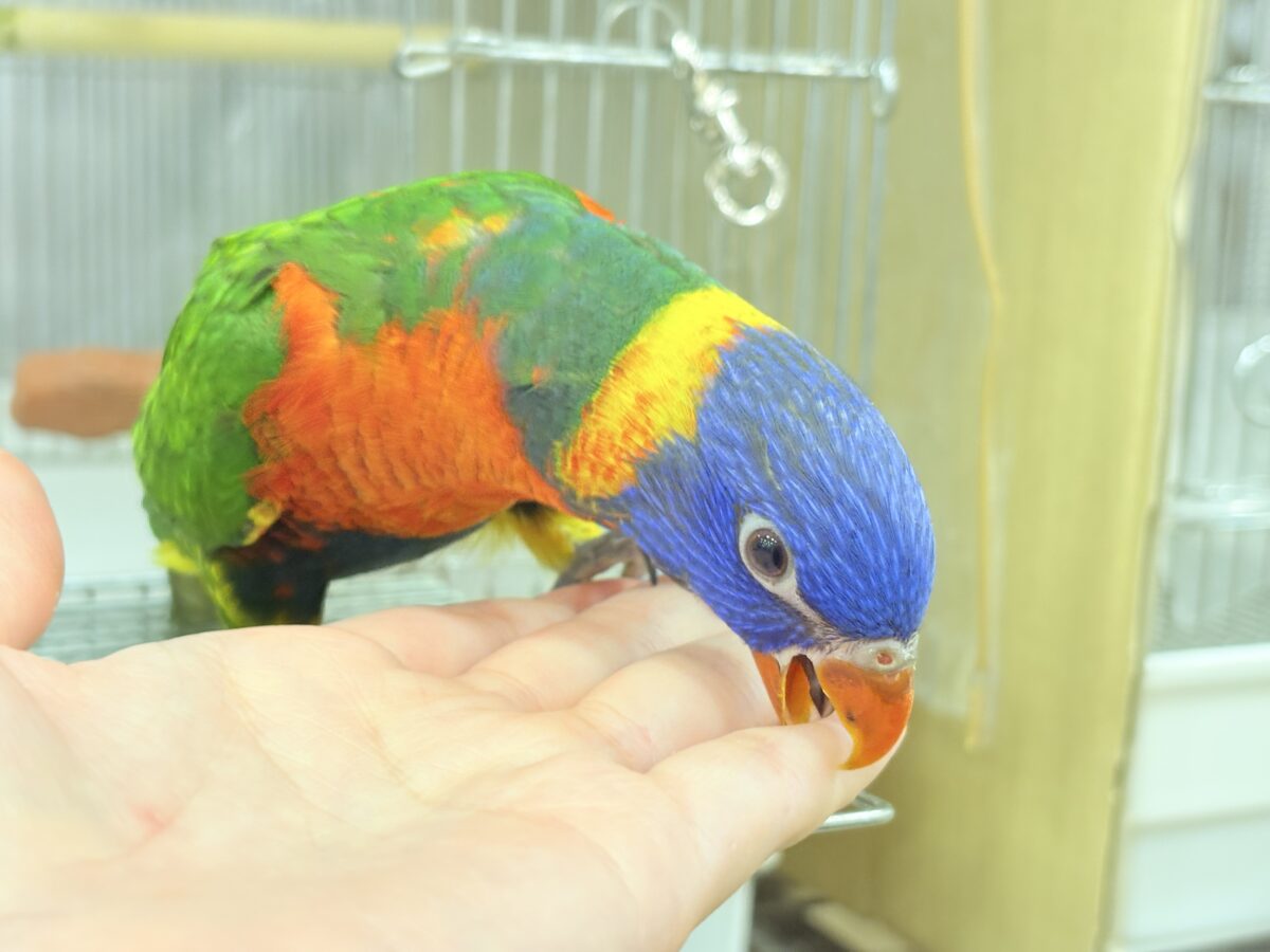 ゴシキセイガイインコ