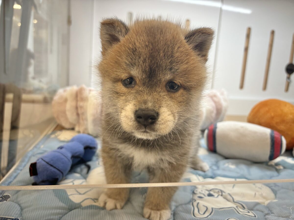 柴犬