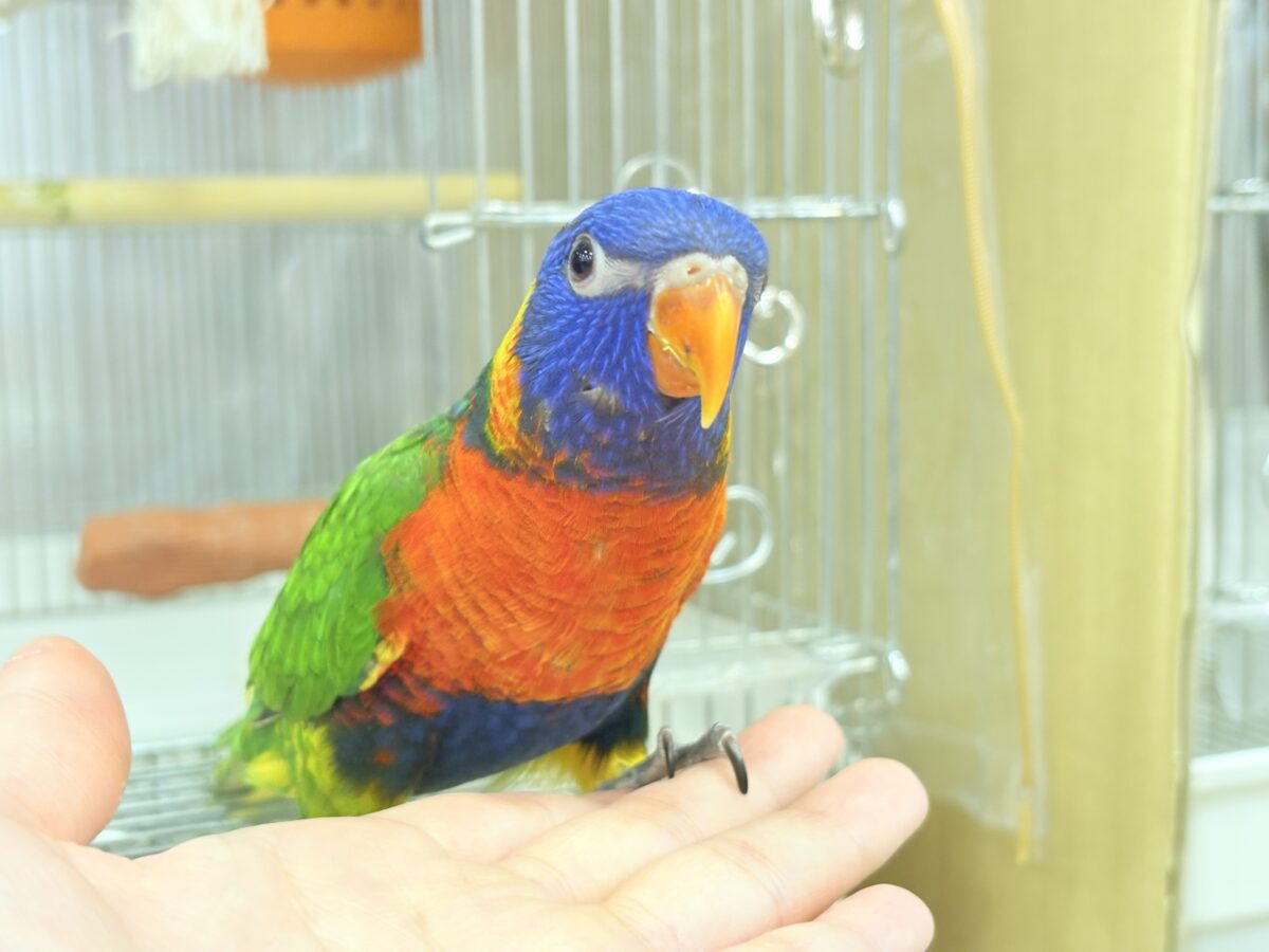ゴシキセイガイインコ