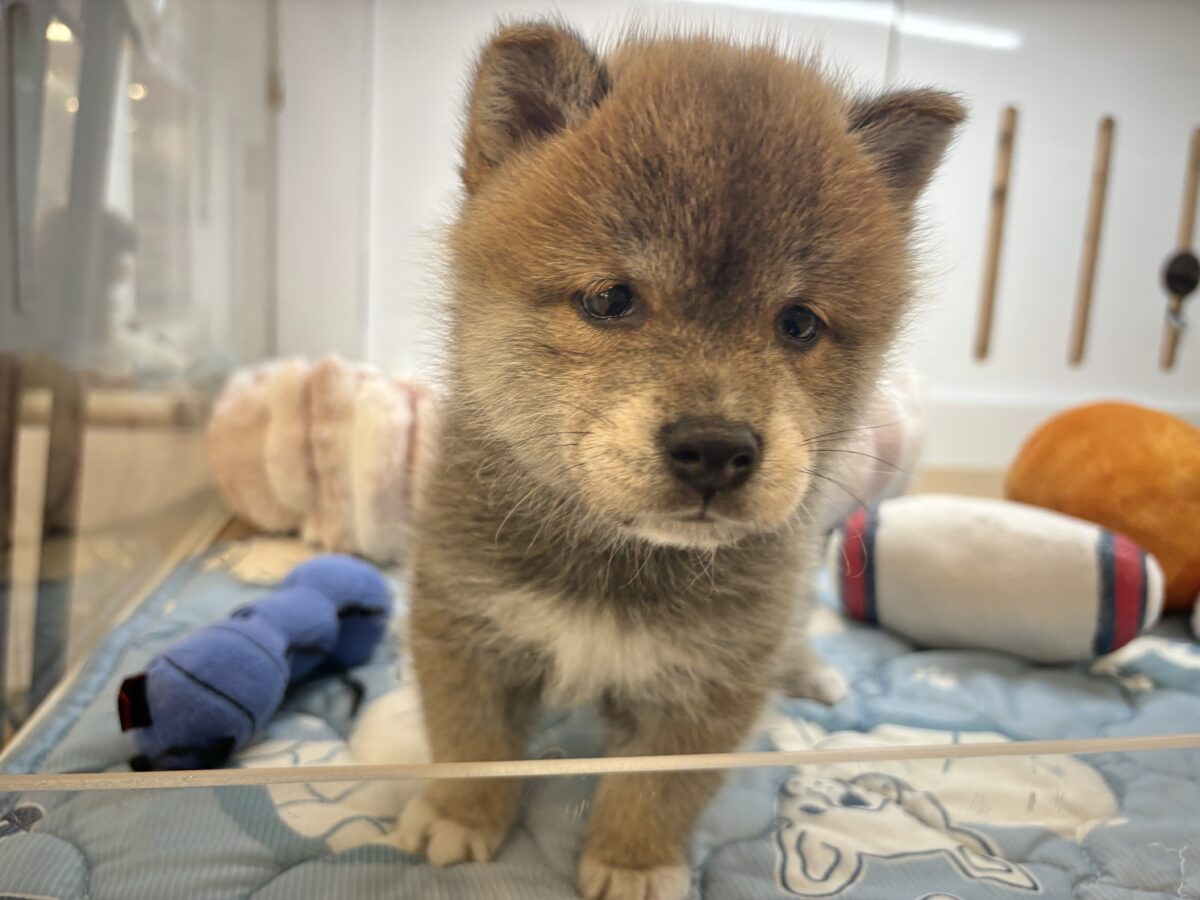 柴犬