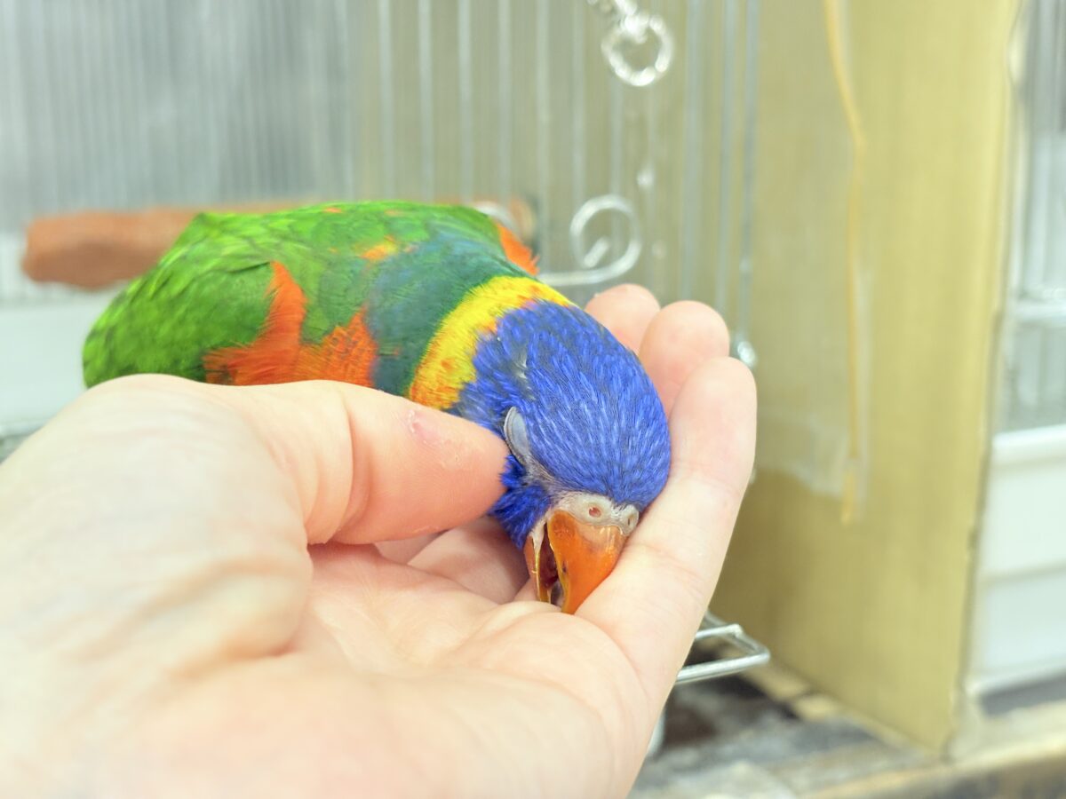 ゴシキセイガイインコ