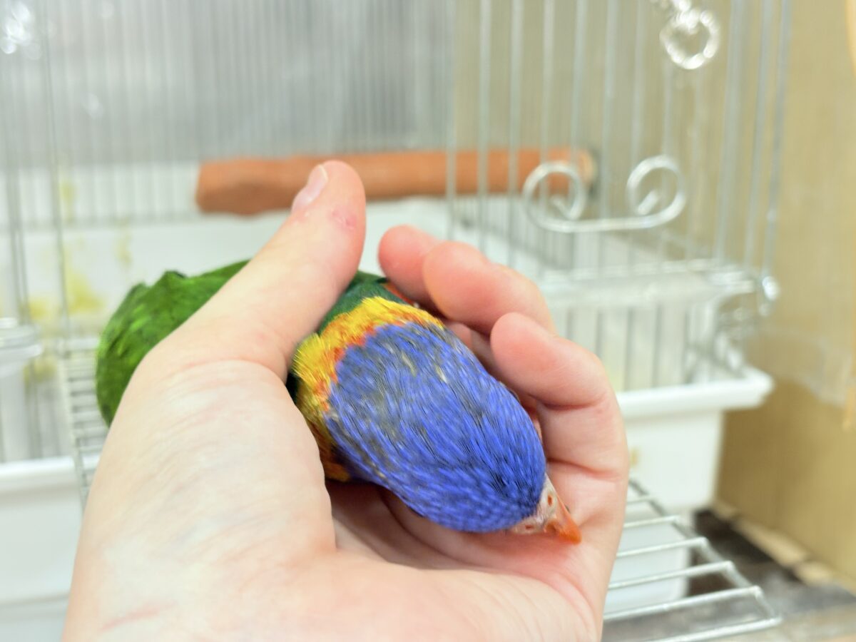 ゴシキセイガイインコ
