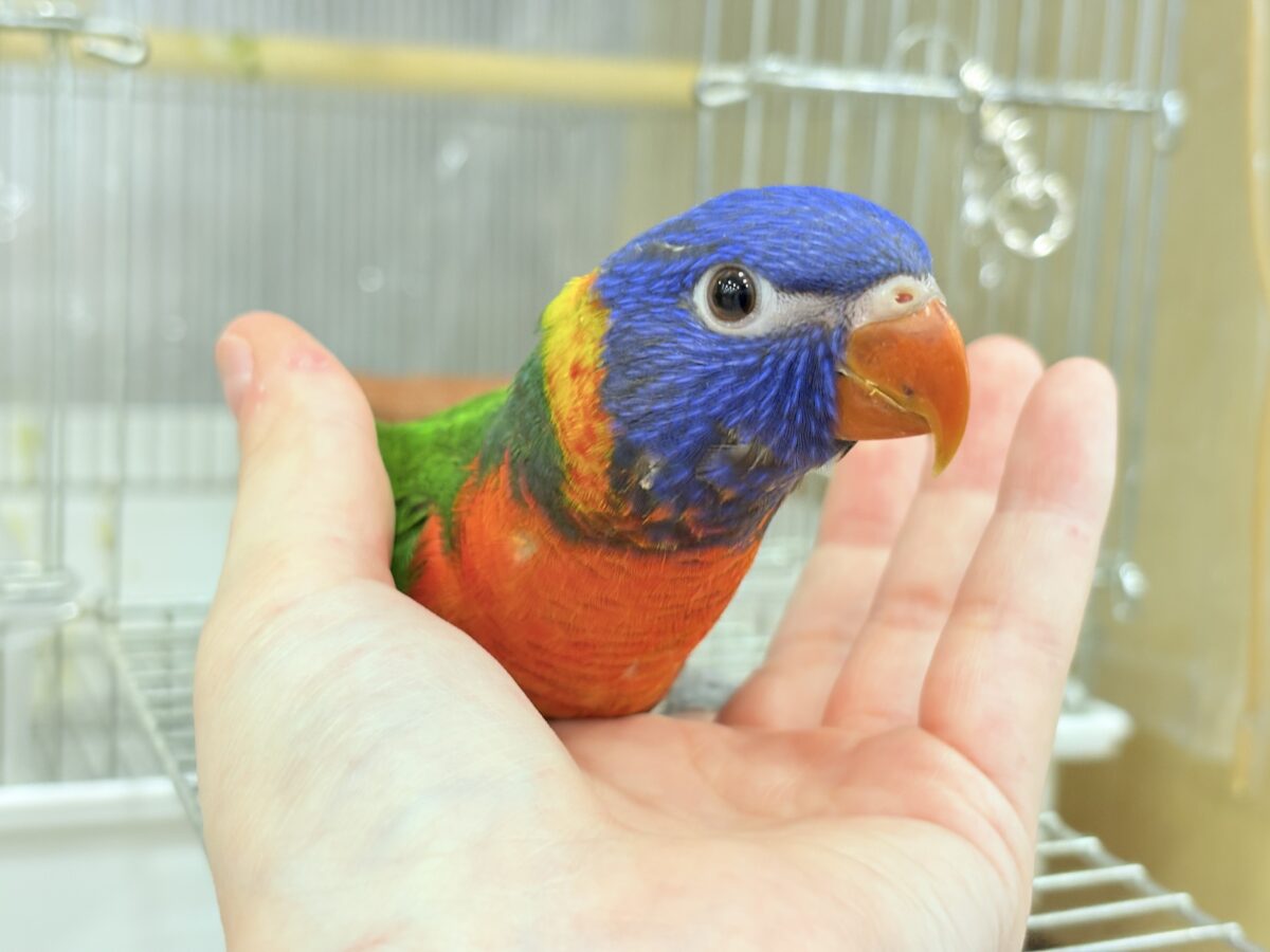 【最新画像・動画更新🪄ひとり餌になりました☆】カラフル🌈好奇心旺盛♬*°ゴシキセイガイインコ ヒナ ゴシキセイガイインコ