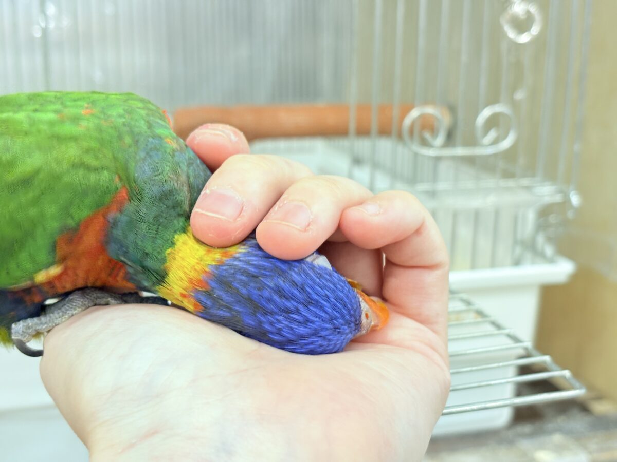 【最新画像・動画更新🪄ひとり餌になりました☆】カラフル🌈好奇心旺盛♬*°ゴシキセイガイインコ ヒナ ゴシキセイガイインコ