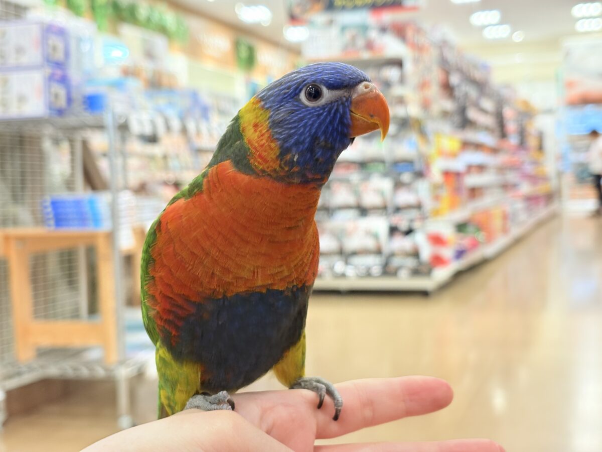 ゴシキセイガイインコ