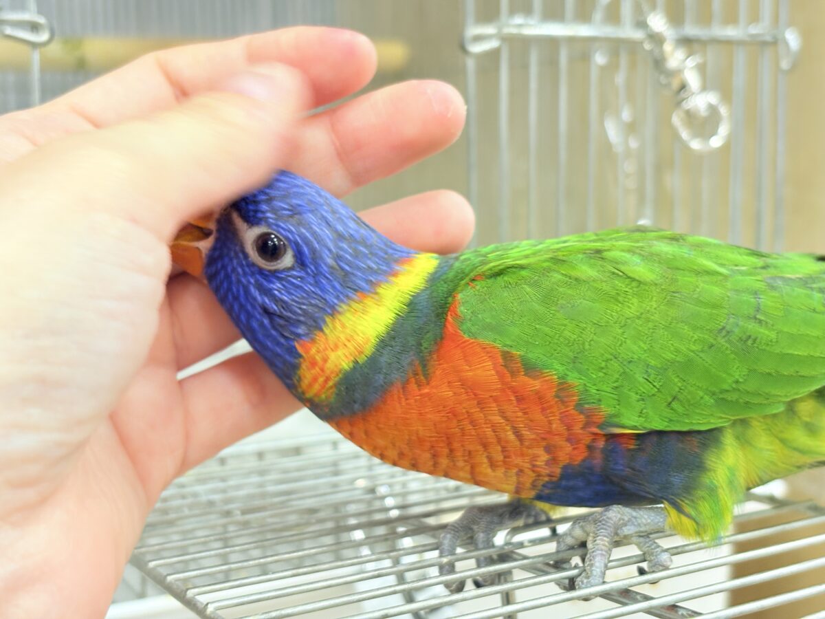 ゴシキセイガイインコ