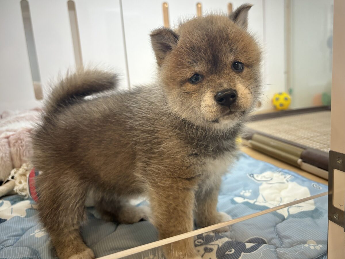 柴犬