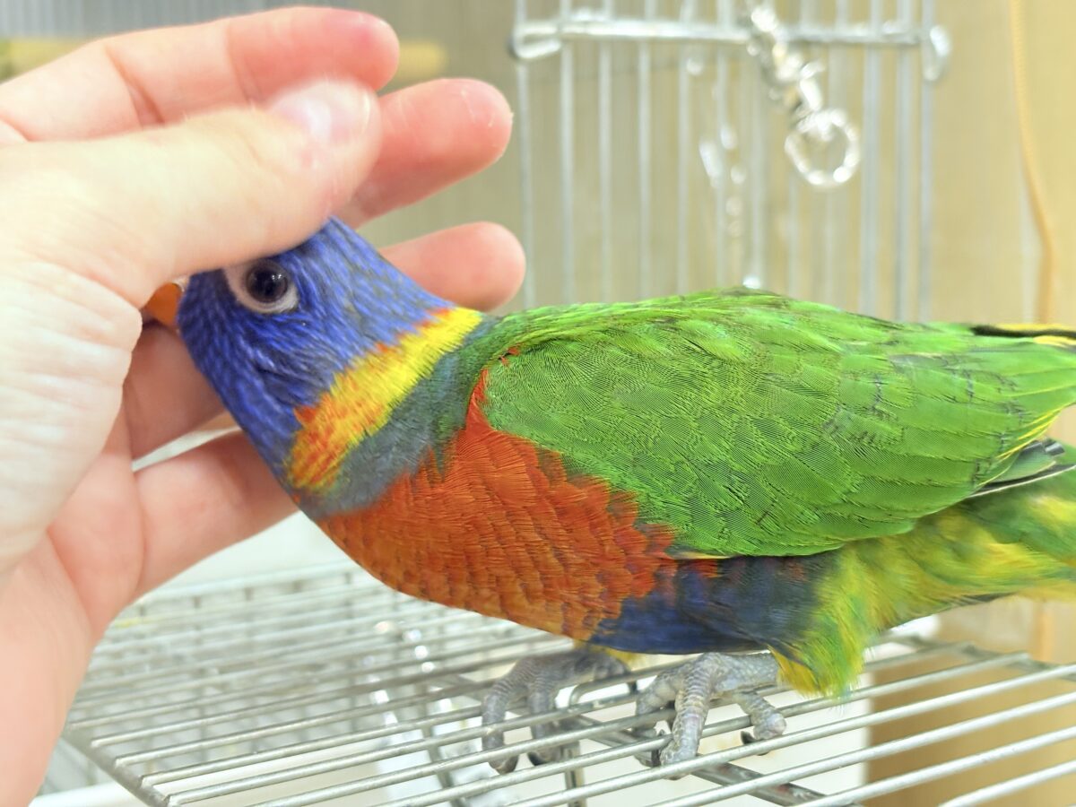 【最新画像・動画更新🪄ひとり餌になりました☆】カラフル🌈好奇心旺盛♬*°ゴシキセイガイインコ ヒナ ゴシキセイガイインコ