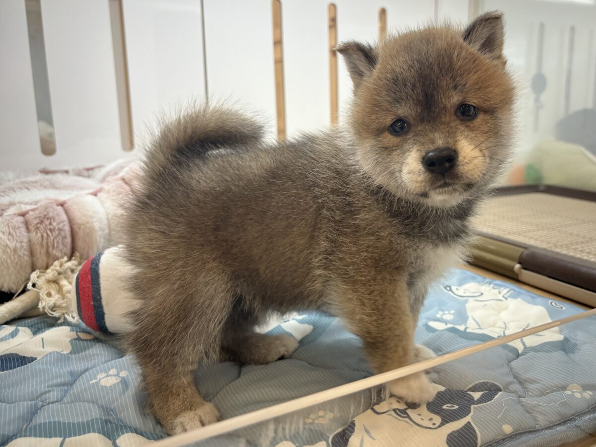 柴犬