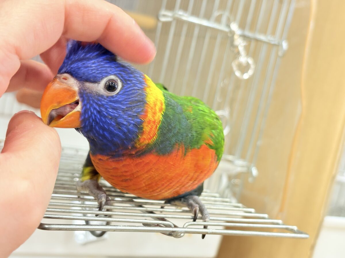 ゴシキセイガイインコ