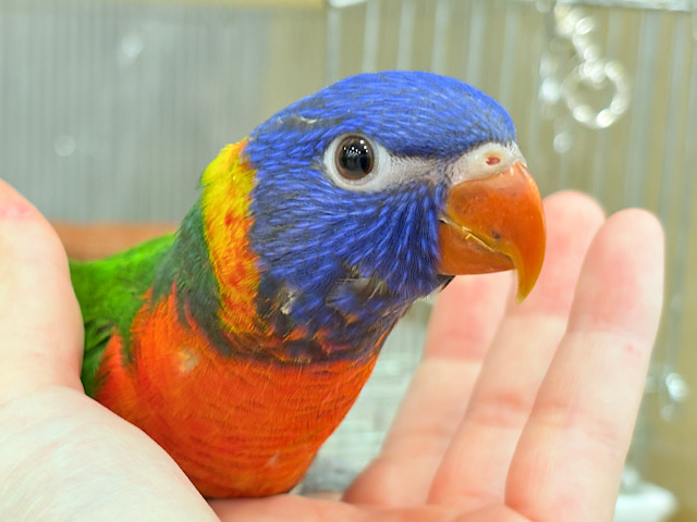 【最新画像・動画更新🪄ひとり餌になりました☆】カラフル🌈好奇心旺盛♬*°ゴシキセイガイインコ ヒナ 【最新画像・動画更新🪄ひとり餌になりました☆】カラフル🌈好奇心旺盛♬*°ゴシキセイガイインコ ヒナ