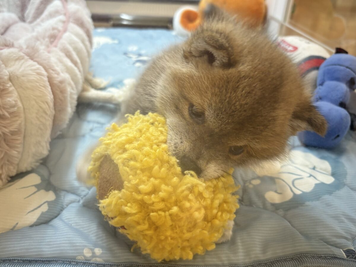 柴犬