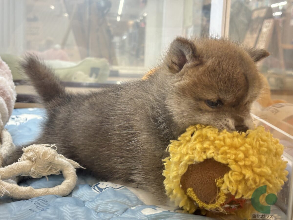 柴犬