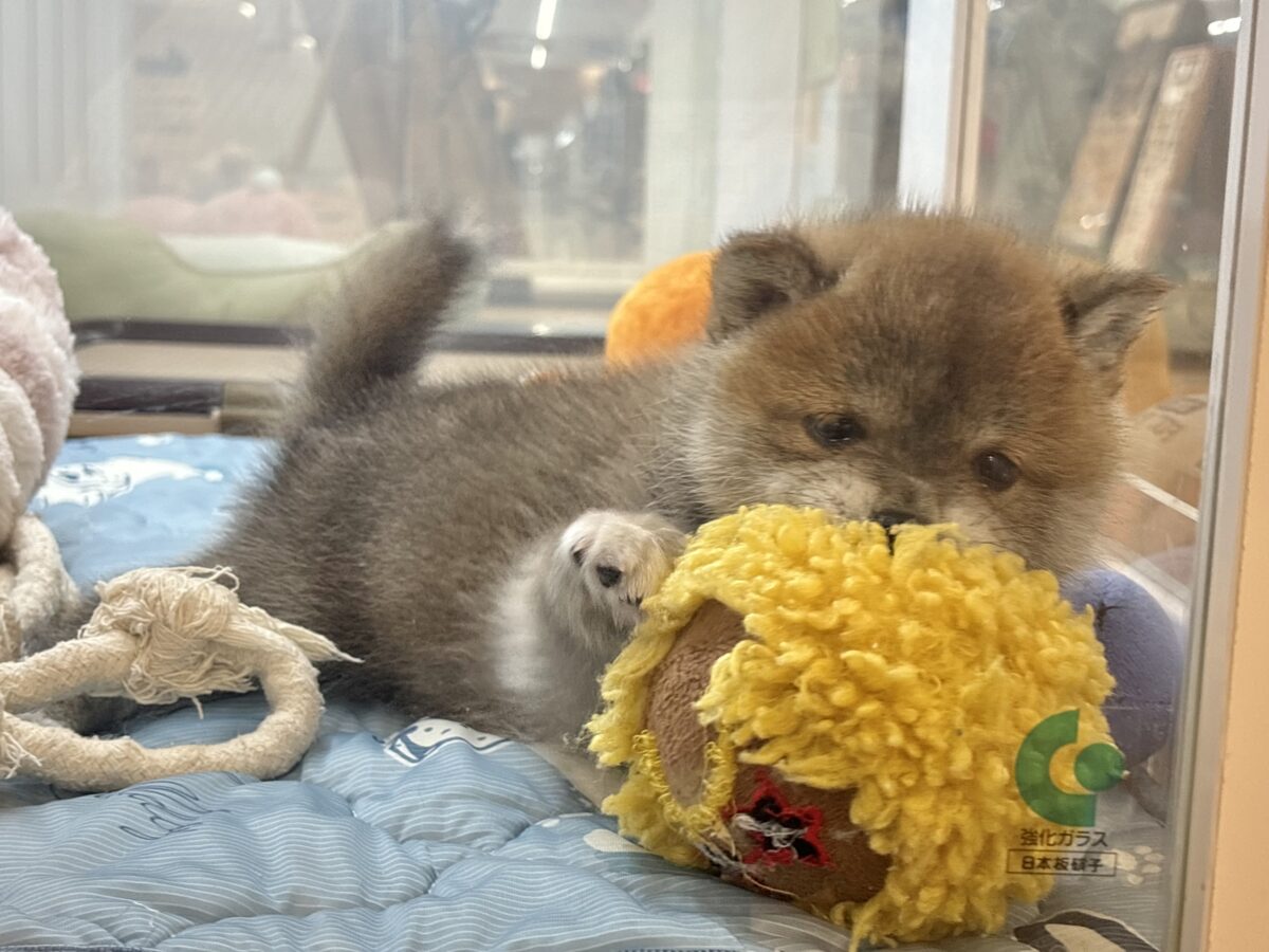 柴犬