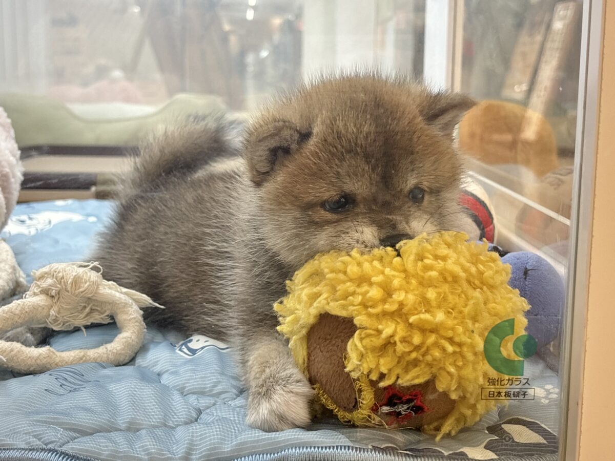 柴犬