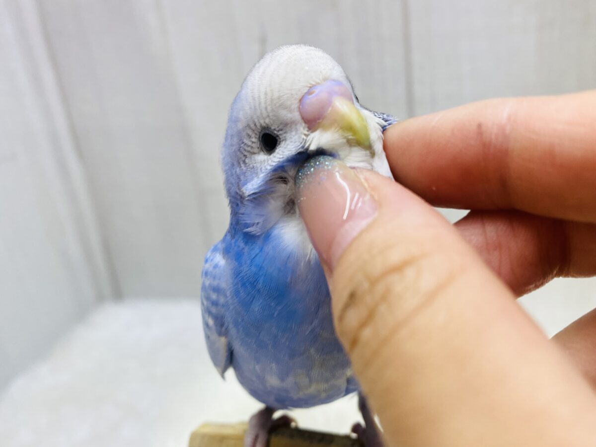 最新画像あります⭐️あと一羽❗️爽やかブルーで暑さも吹っ飛ぶ‼️セキセイインコのスパングル💙