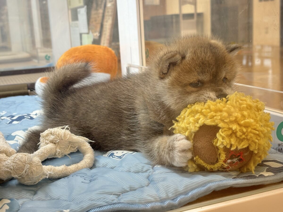 柴犬