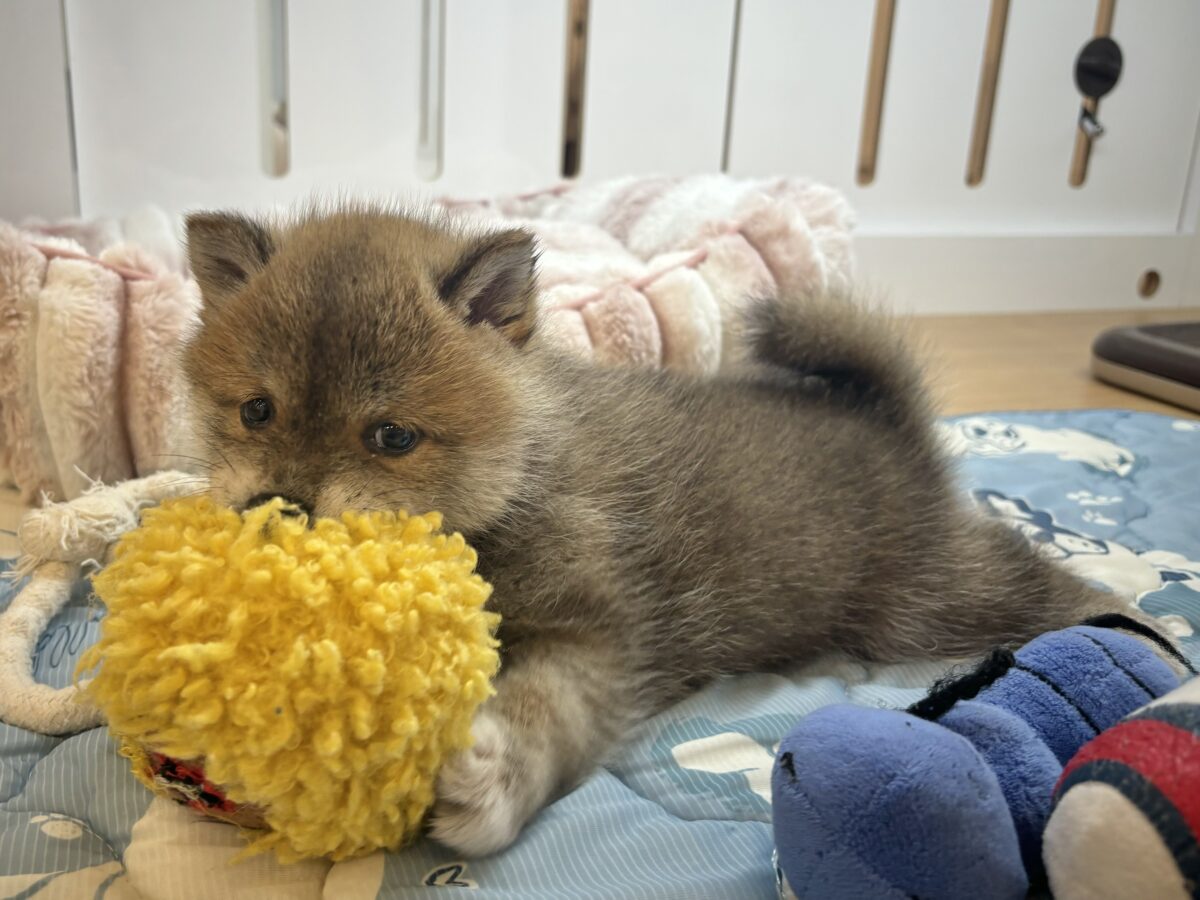 柴犬