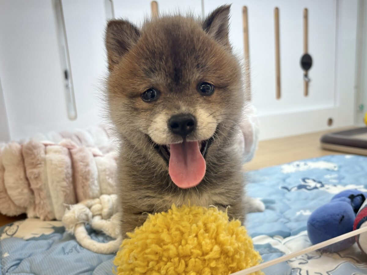 タレ目の破壊力〜！！！柴犬くん！