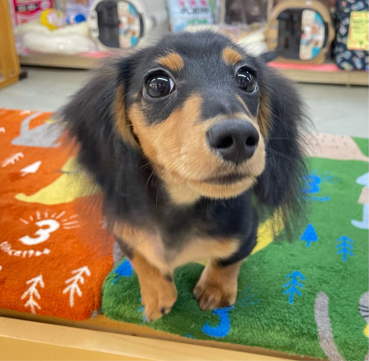 カニンヘンダックス