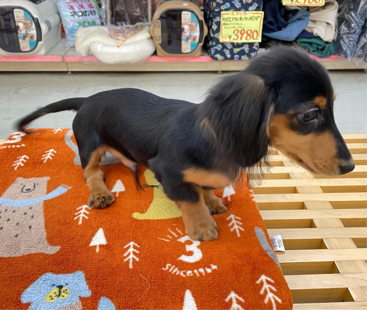カニンヘンダックス