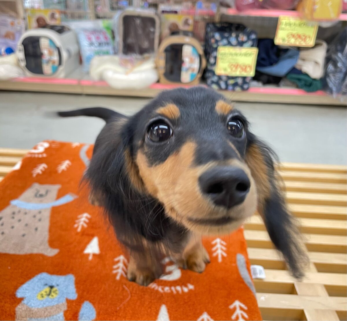 カニンヘンダックス