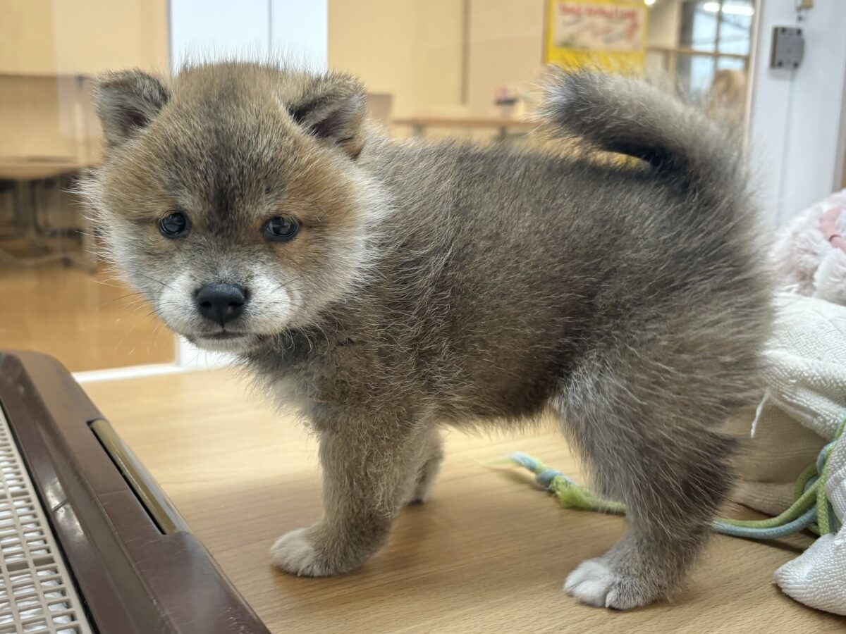 柴犬