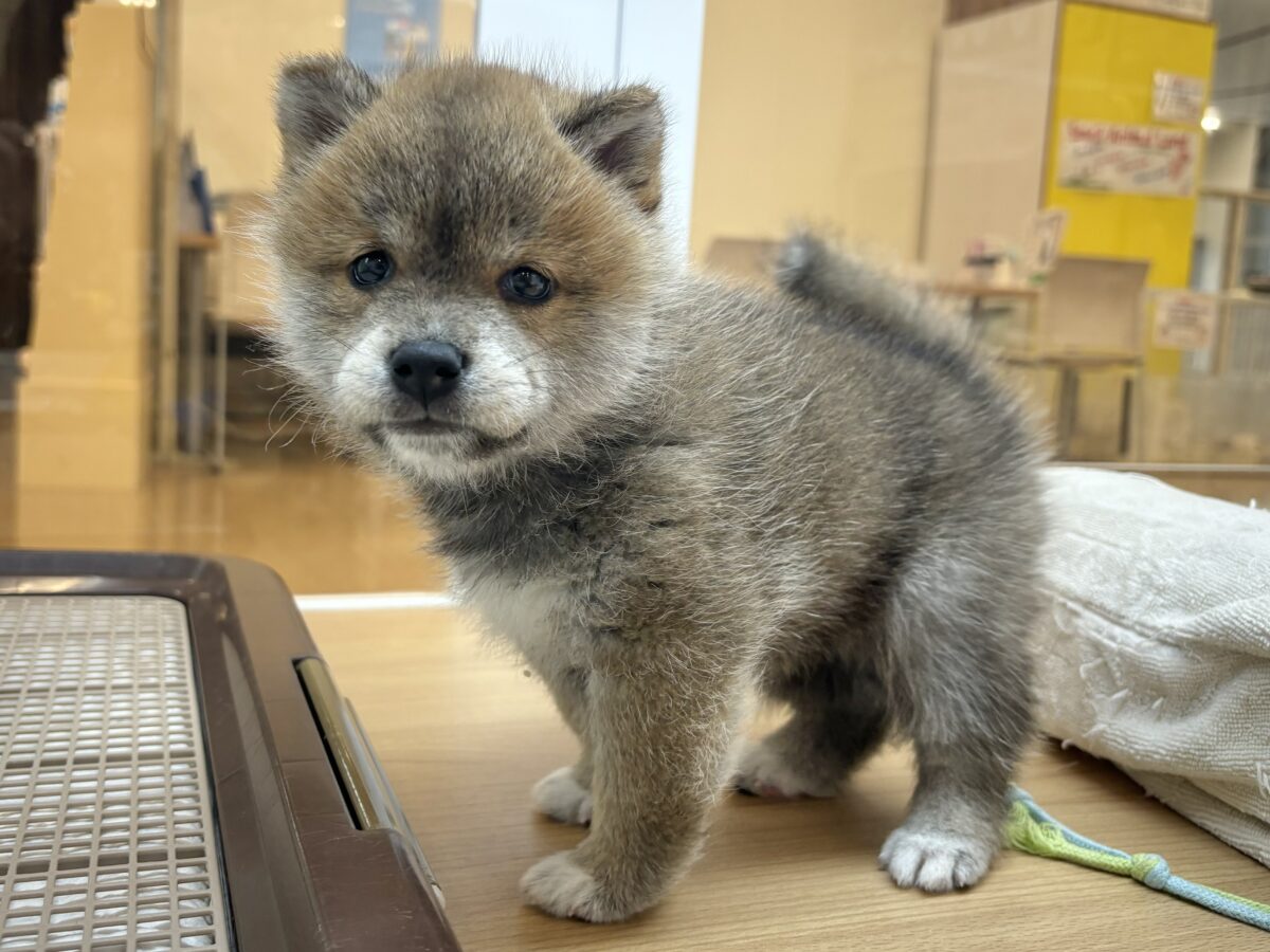 柴犬