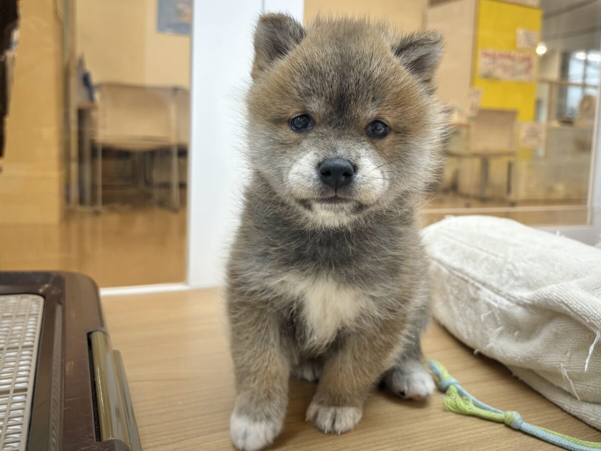 柴犬